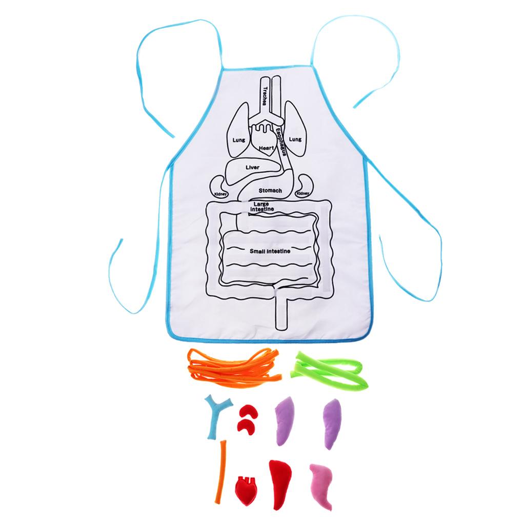 Kindergarten Viscera Teaching Utensil Children Educational Organ Apron
