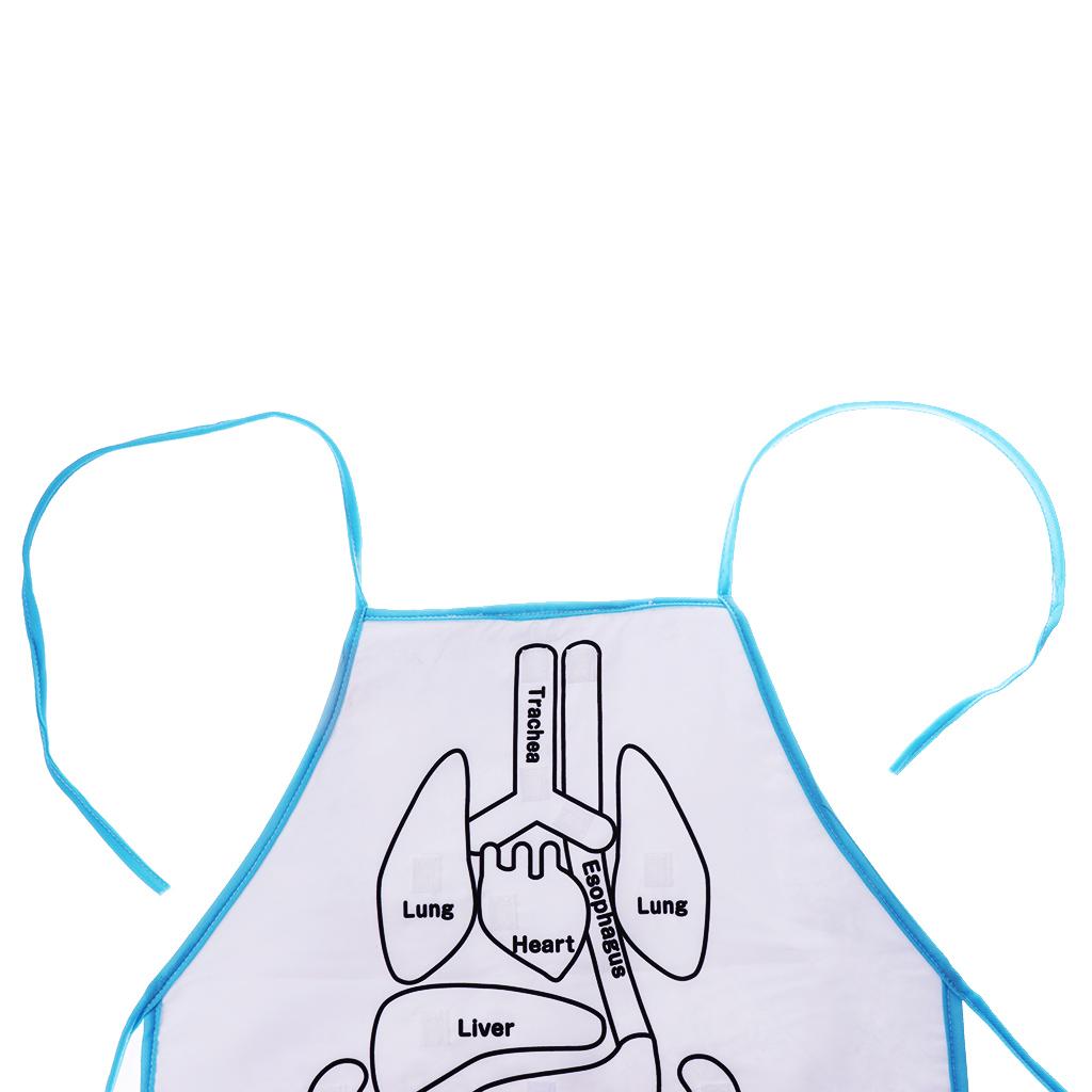 Kindergarten Viscera Teaching Utensil Children Educational Organ Apron