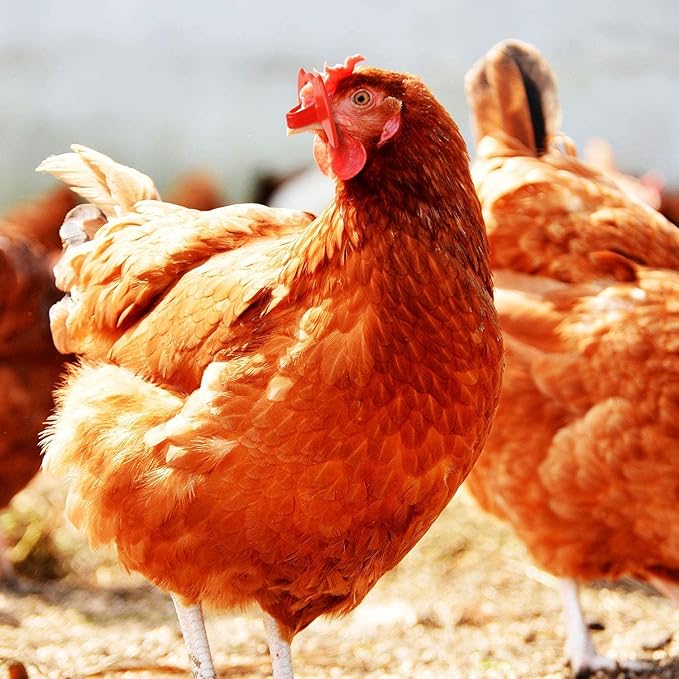 100Pcs of Pin-less Chicken Glasses to Prevent Pecking and Fighting