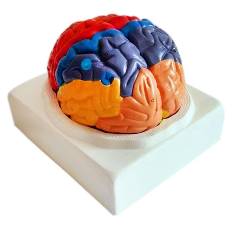 Brain Functional Cortex Regional Human Anatomy Brain Color Model for School Teaching Tools