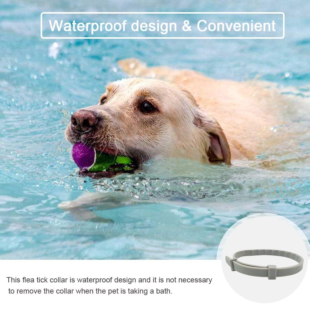 Dog Cat Collar Anti Flea Ticks Insect 8 Months Protection - 38cm