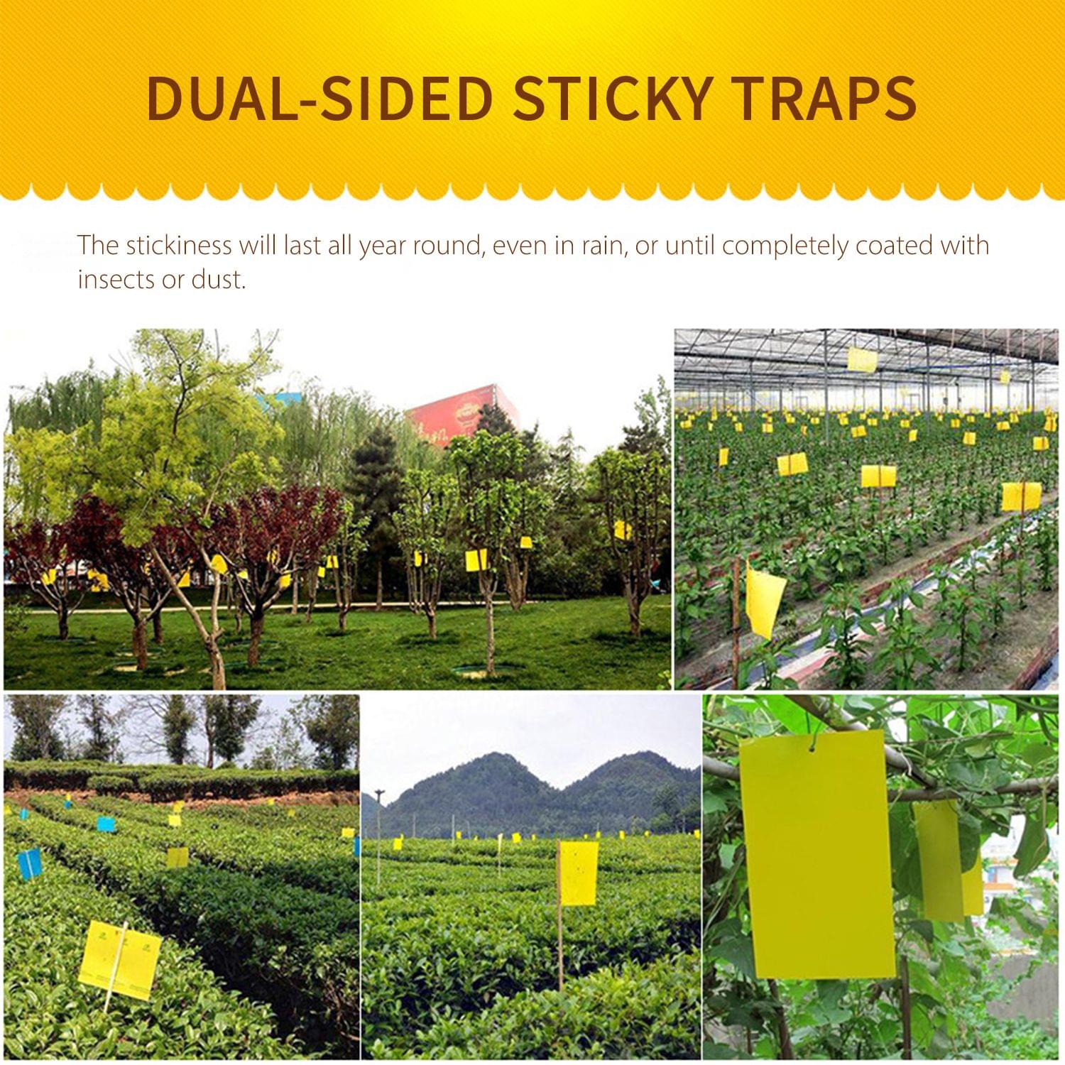 Dual-Sided Sticky Traps Indoor Outdoor Plant Gnat Traps with