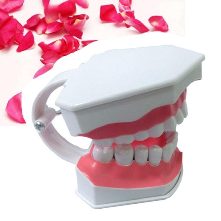 Oral Care Dental Model Children Early Education Brushing Demonstration Kindergarten Teaching Aids