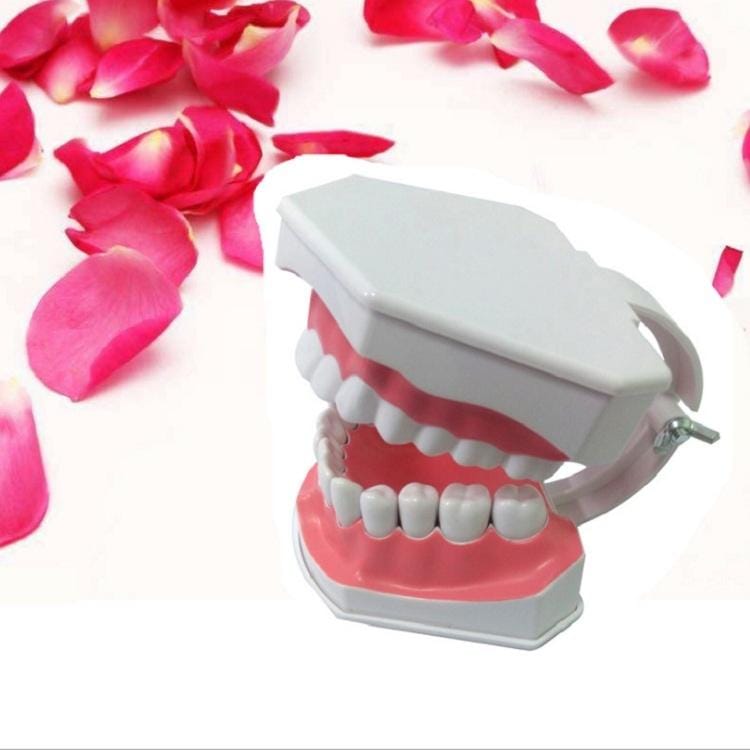 Oral Care Dental Model Children Early Education Brushing Demonstration Kindergarten Teaching Aids