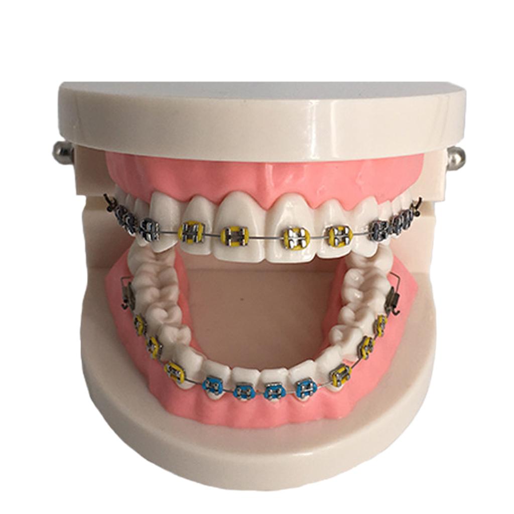 Orthodontic Dental Teaching Model Tooth Care Teaching Education Supplies