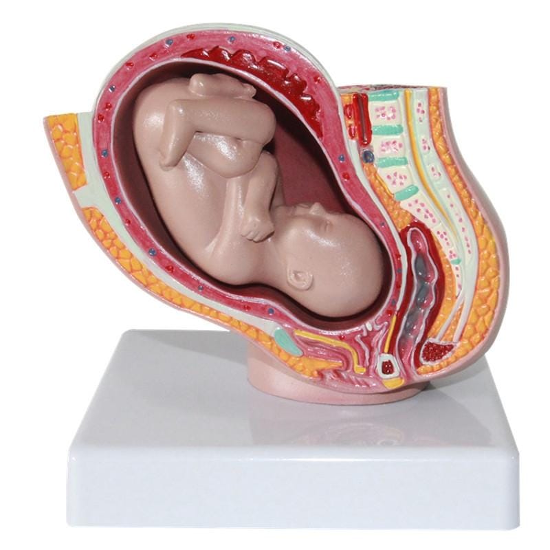 Detachable Female Pelvic Cavity with Full-term Fetal Uterine Embryo Model Teaching Supply (As Show)