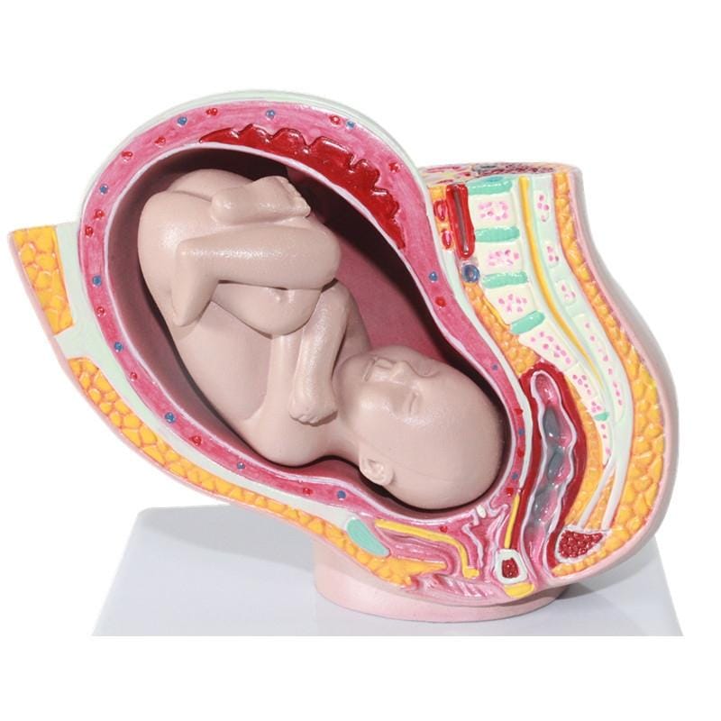 Detachable Female Pelvic Cavity with Full-term Fetal Uterine Embryo Model Teaching Supply (As Show)