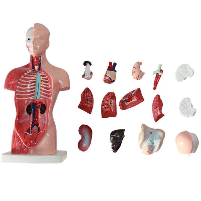Primary and Secondary Education 26CM Torso Model Human Anatomy Organ Structure Model (As Show)