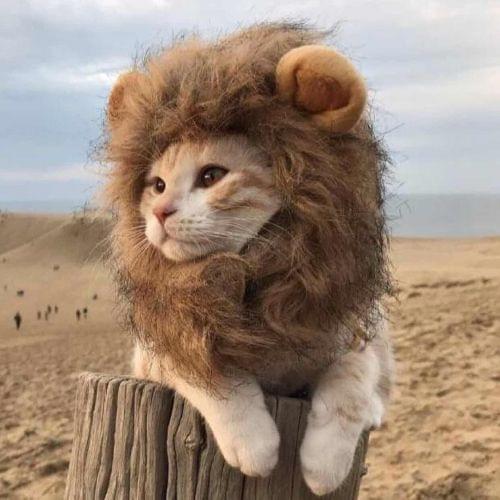 Pet Funny Accessories Cat Tiara Cat Wig, Size: Large