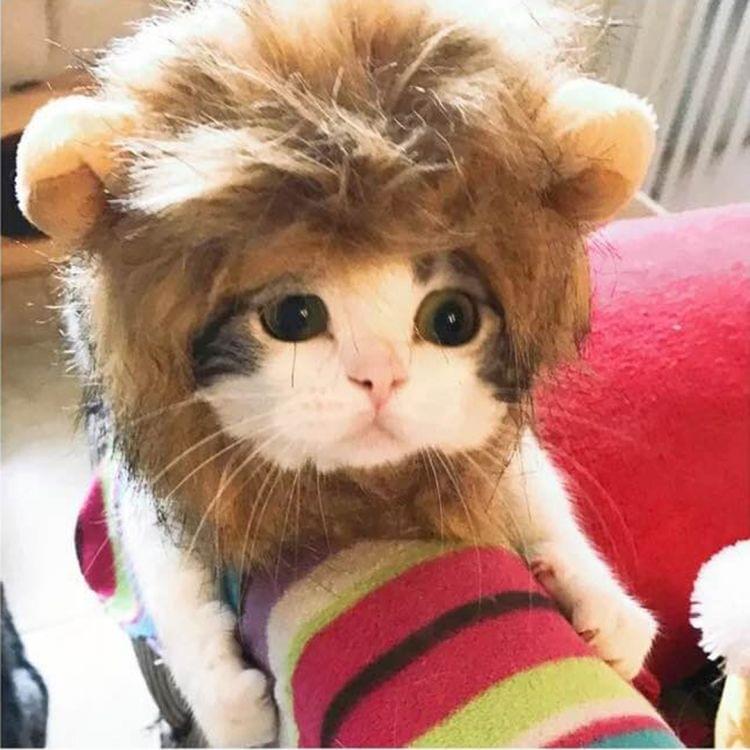 Pet Funny Accessories Cat Tiara Cat Wig, Size: Large