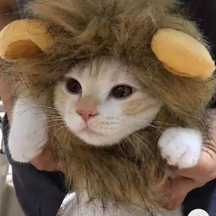 Pet Funny Accessories Cat Tiara Cat Wig, Size: Large