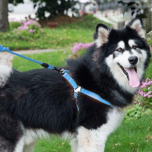 Pet Dog Collar + Harness + Leash Three Sets, L, Harness Chest Size: 57-90cm, Collar Neck Size: 40-64cm, Pet Weight: 35kg Below (Blue)