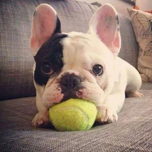 Rubber Pet Toy Ball Elastic Type Pet Tennis Ball, Diameter: 6cm