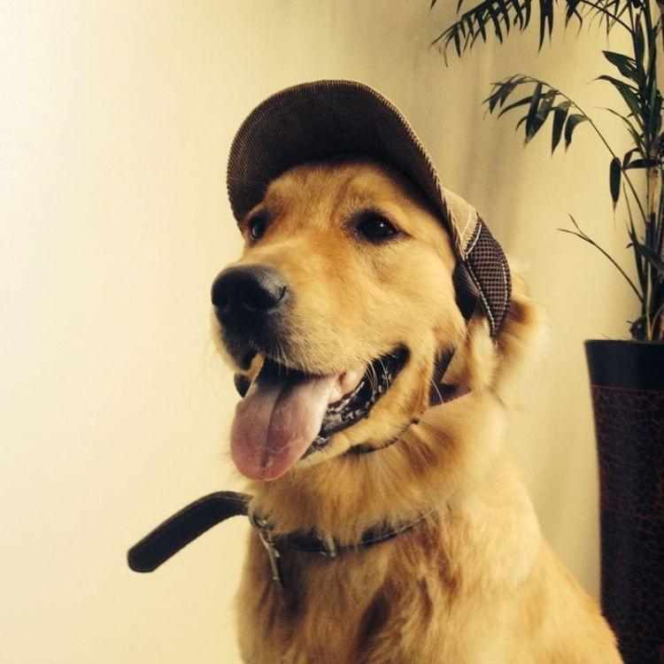 Dog Travel Sunshade Sunscreen Cap Outdoor Sports Breathable Baseball Dog Corduroy Hat Adjustable, Size: L(Coffee)