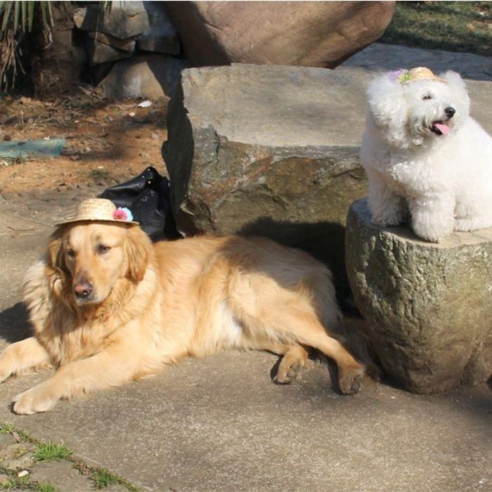 Outdoor Walking Pet Straw Hat, Random Style Delivery, Size: S (Inner Diameter: 7cm) (One Flower)