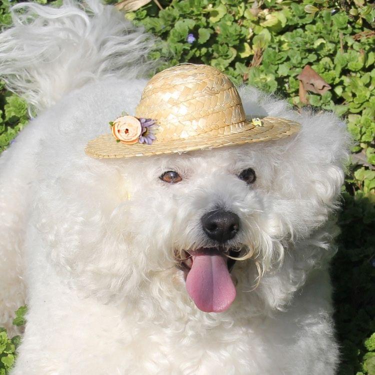 Outdoor Walking Pet Straw Hat, Random Style Delivery, Size: S (Inner Diameter: 7cm) (One Flower)