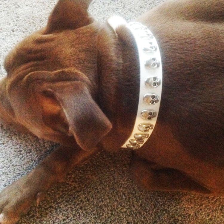 Leather with Skull Designs Pet Dog Collar Pet Products, Size: 2 * 42cm(White)