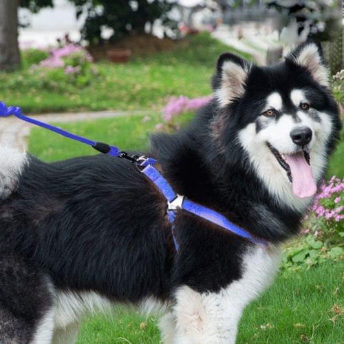 Pet Dog Collar + Harness + Leash Three Sets, L, Harness Chest Size: 57-90cm, Collar Neck Size: 40-64cm, Pet Weight: 35kg Below (Dark Blue)