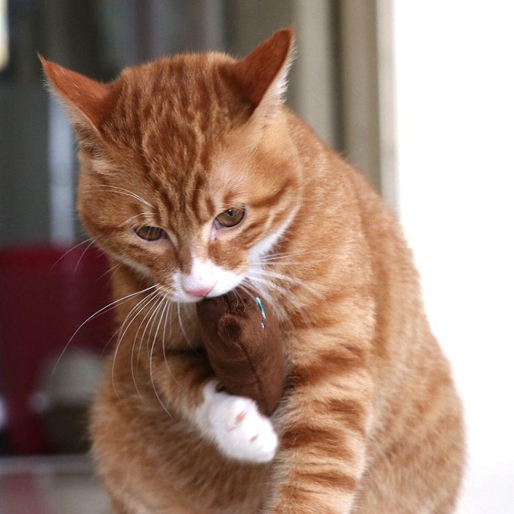 2 PCS Teeth Grinding Catnip Toys Funny Interactive Plush Cat Toy Pet Kitten Chewing Toy  Claws Thumb Bite Cat mint for Cats(Rose Red)