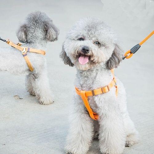 Pet Dog Collar + Harness + Leash Three Sets, S, Harness Chest Size: 34-50cm, Collar Neck Size: 24-35cm, Pet Weight: 8kg Below(Orange)