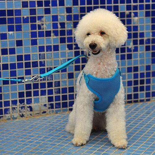 Pet Clothing Monochrome Mesh Harness Leash Dog Chest Suspenders with 120x1.0cm Traction Rope, Small Size, Bust: 26-58cm, Random Color Delivery