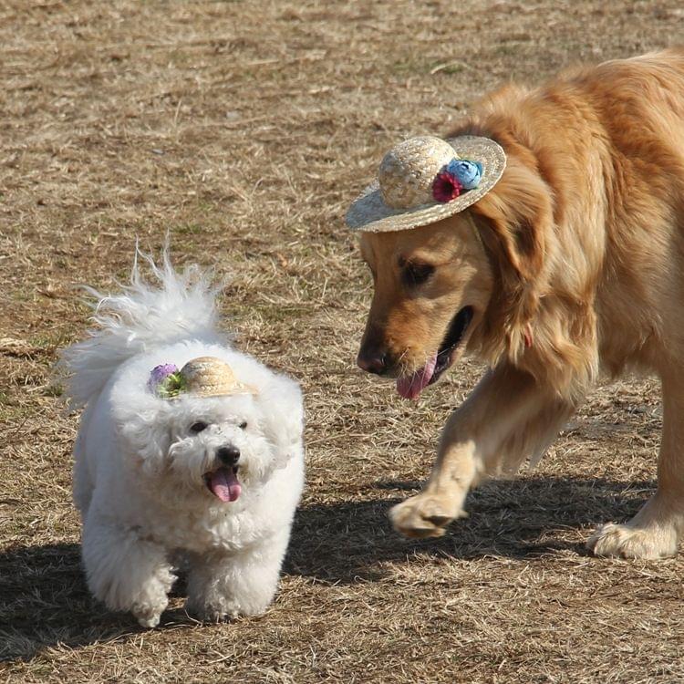 Outdoor Walking Pet Straw Hat, Size: L (Inner Diameter: 10cm) (Rainbow Stripes)