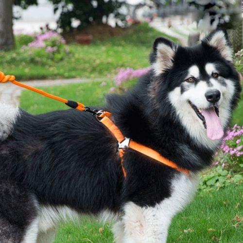 Pet Dog Collar + Harness + Leash Three Sets, L, Harness Chest Size: 57-90cm, Collar Neck Size: 40-64cm, Pet Weight: 35kg Below (Orange)
