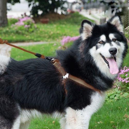 Pet Dog Collar + Harness + Leash Three Sets, L, Harness Chest Size: 57-90cm, Collar Neck Size: 40-64cm, Pet Weight: 35kg Below (Coffee)
