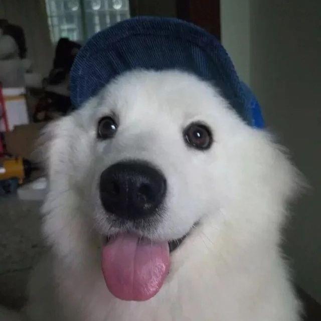 Dog Travel Sunshade Sunscreen Cap Outdoor Sports Breathable Baseball Dog Corduroy Hat Adjustable, Size: L(Blue)