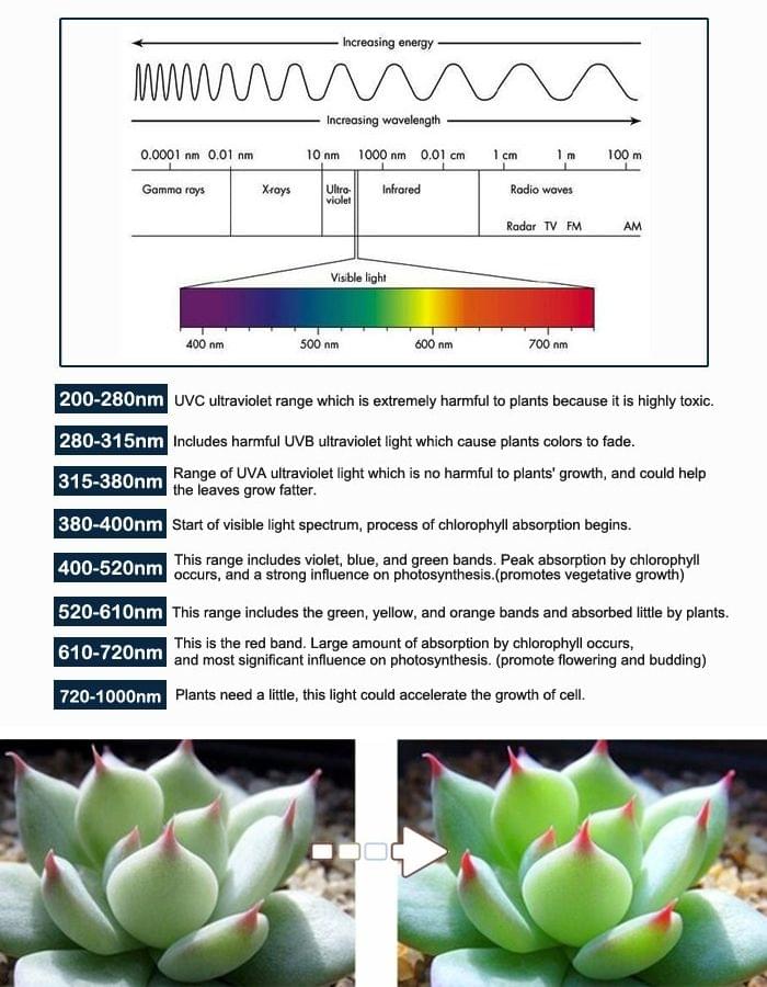 5m SMD 5050 5:1 Red + Blue Plant Grows Lamp