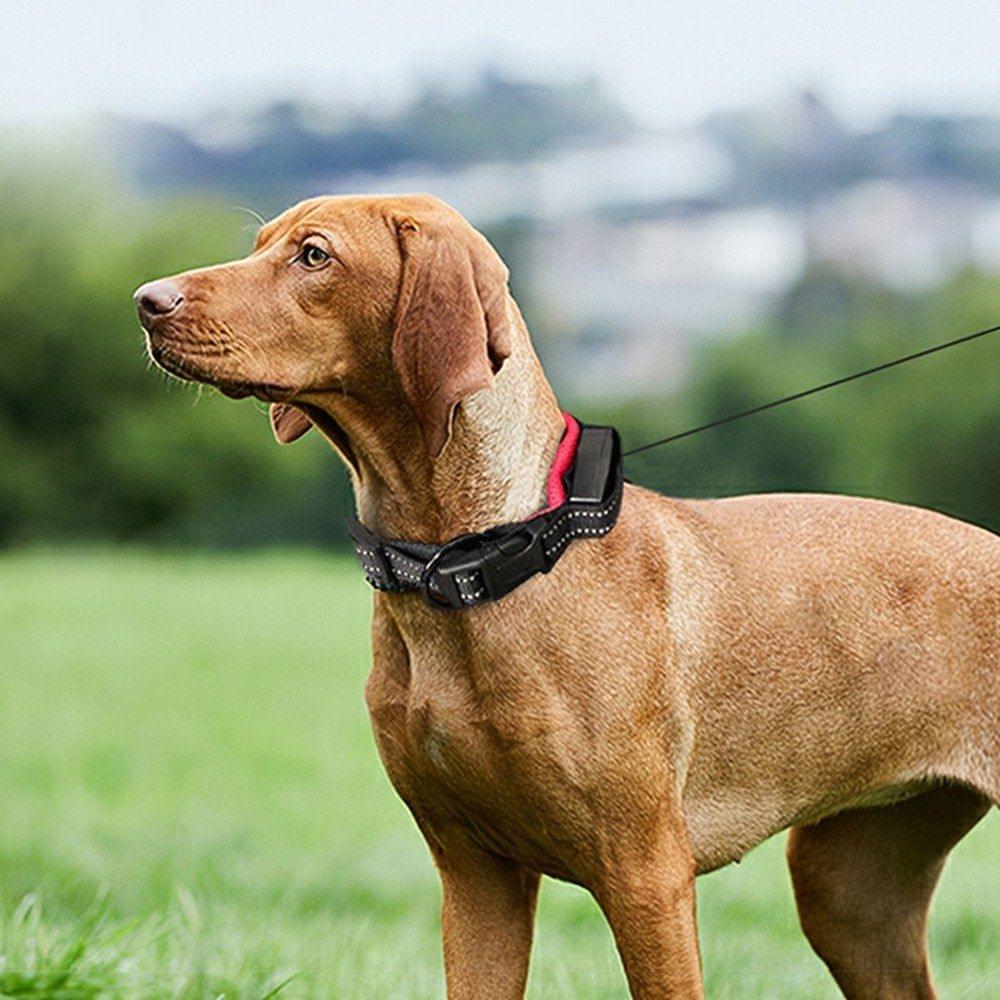Pet 2 IN 1 Retractable Collar Leash Reflective Leash Nylon Webbing Comfortable Collar for Dogs Puppy