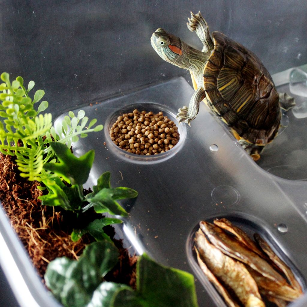 Plastic Reptile Terrapin Tortoise Turtle Tank Vivarium Feeding Box White