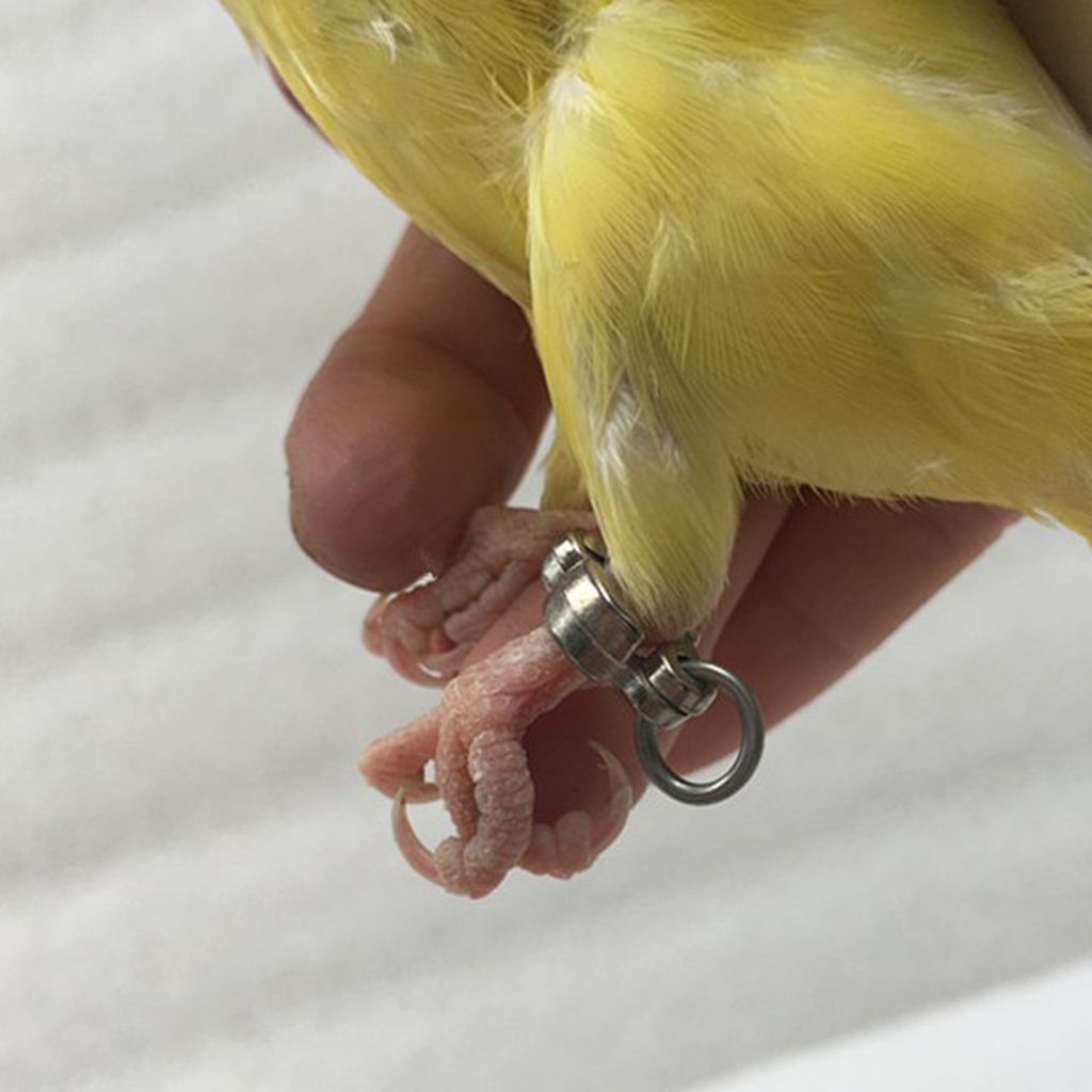Pet Bird Leash Parrot Foot Chain Stainless Steel Training Anklet Ring 12