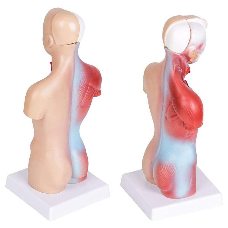 Primary and Secondary Education 26CM Torso Model Human Anatomy Organ Structure Model (As Show)