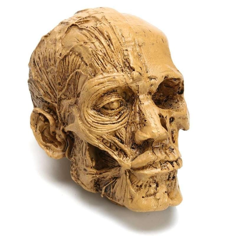Art Sketch Resin Skull Model Human Musculoskeletal Home Decoration (As Show)