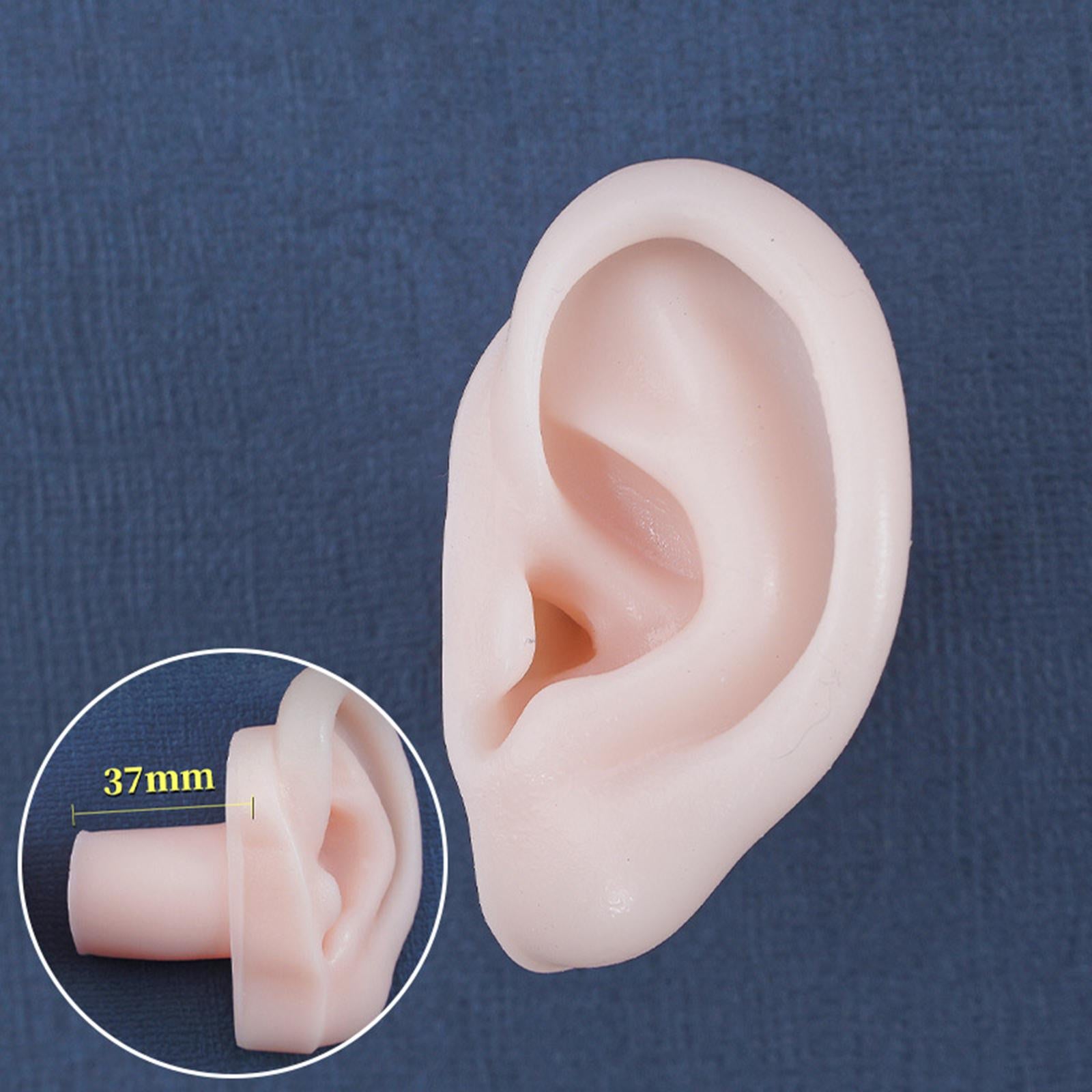 Simulation Ear Model Super Soft Teaching Aids Science for Practice  Left