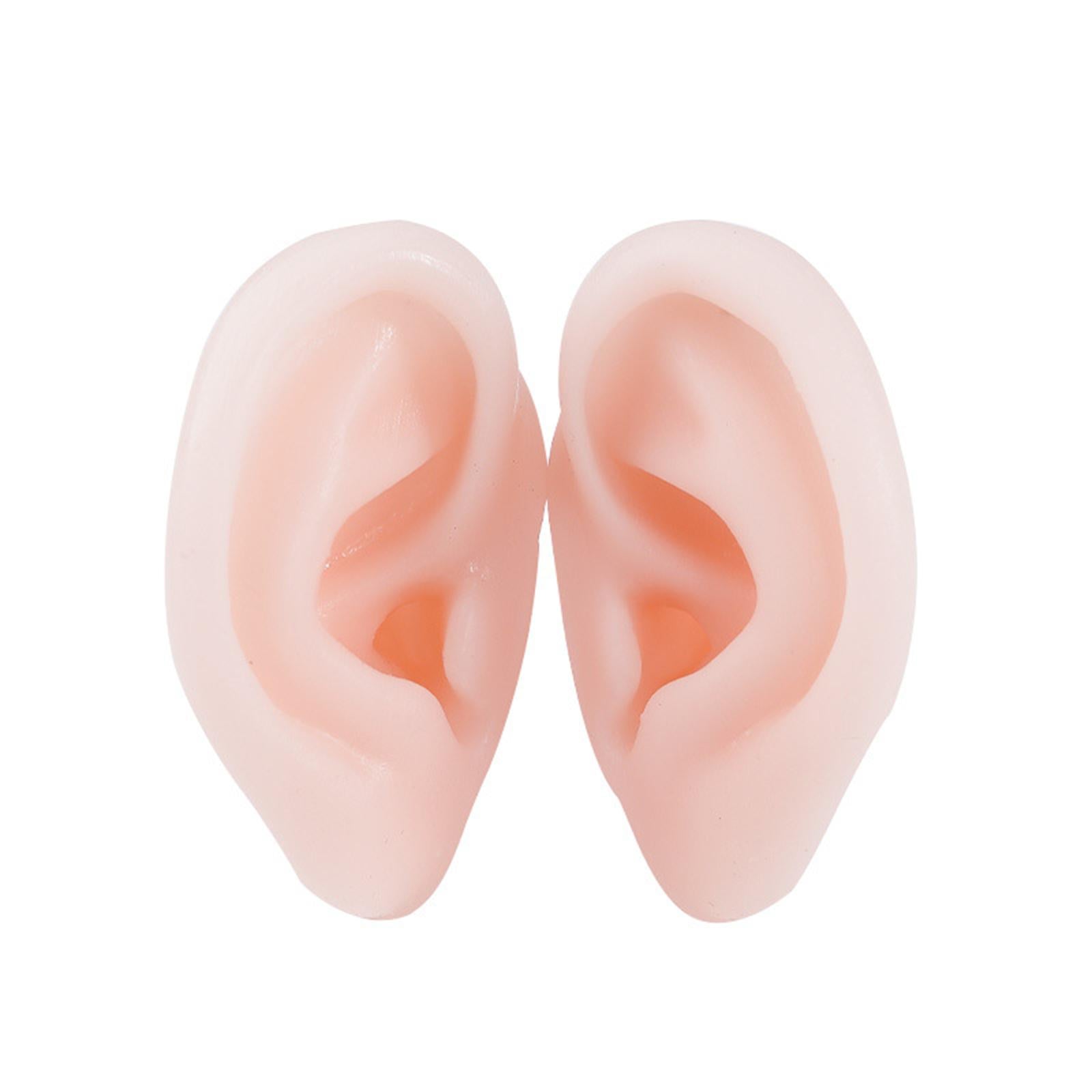 Simulation Ear Model Super Soft Teaching Aids Science for Practice  Left