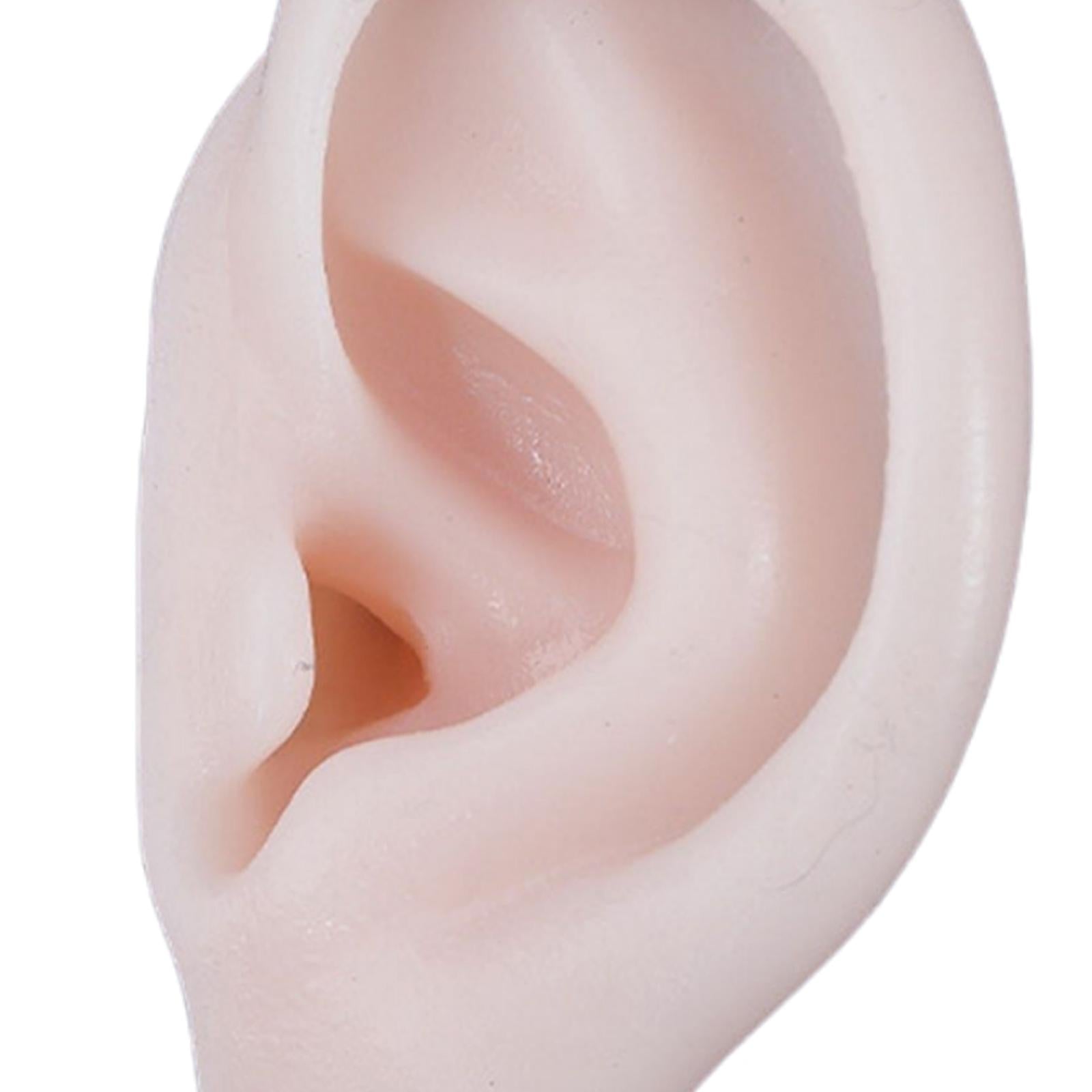 Simulation Ear Model Super Soft Teaching Aids Science for Practice  Left