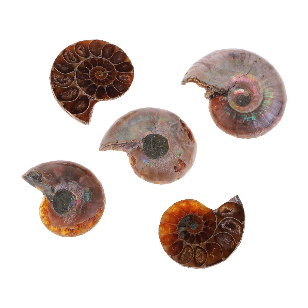 30-40mm Natural Ammonite Shell Gemstone for Pendant Necklace Jewelry Making