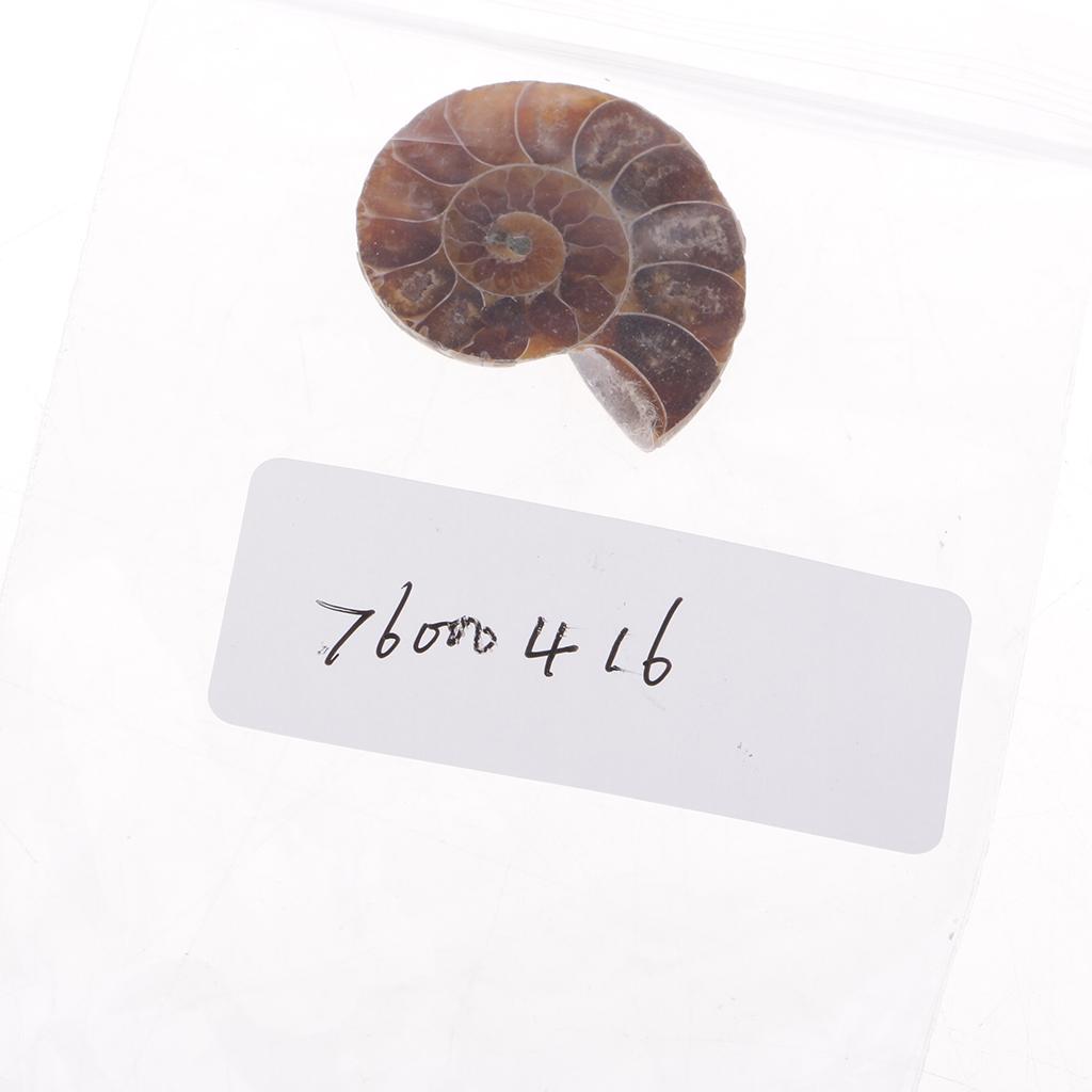30-40mm Natural Ammonite Shell Gemstone for Pendant Necklace Jewelry Making