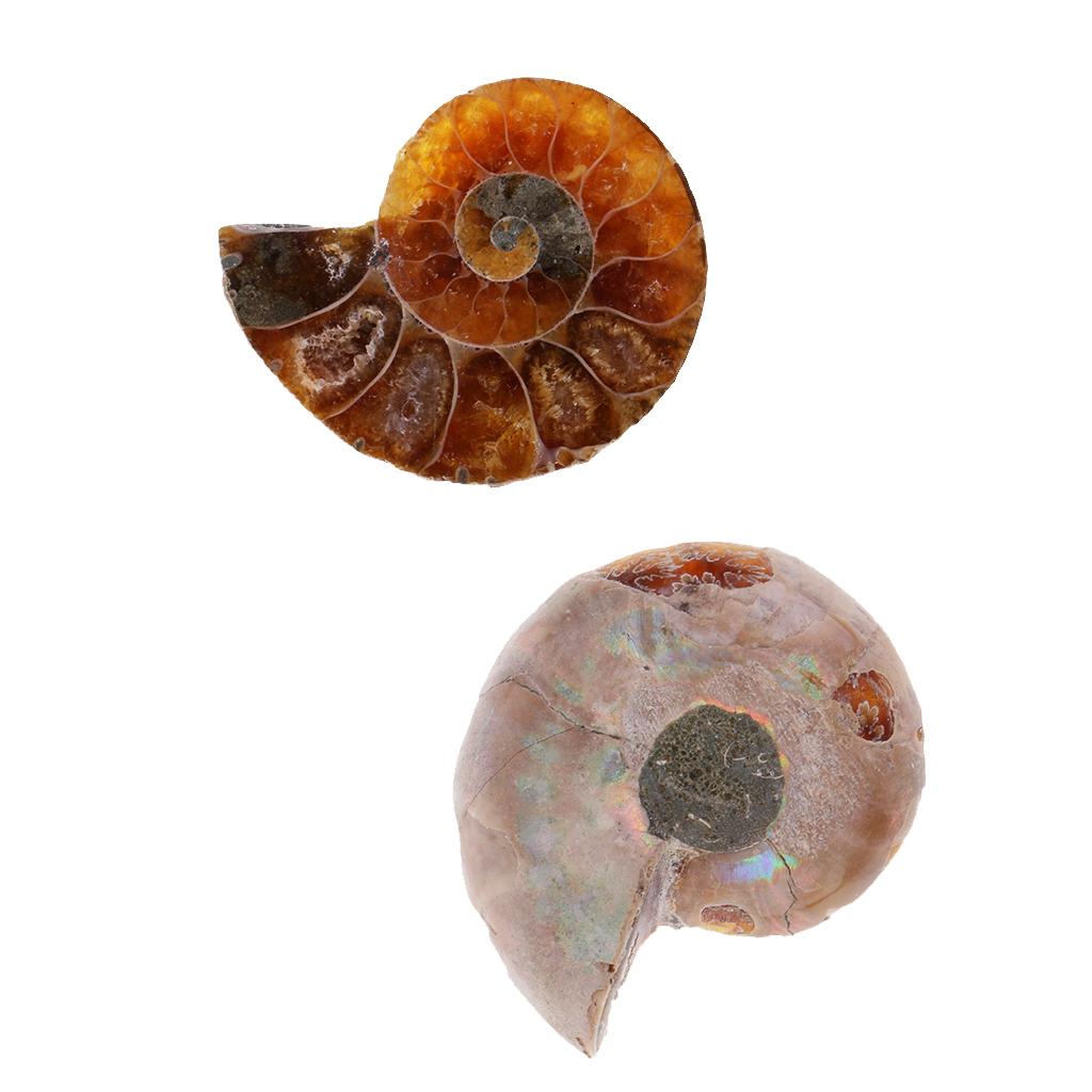 30-40mm Natural Ammonite Shell Gemstone for Pendant Necklace Jewelry Making