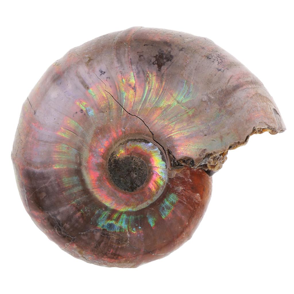 30-40mm Natural Ammonite Shell Gemstone for Pendant Necklace Jewelry Making