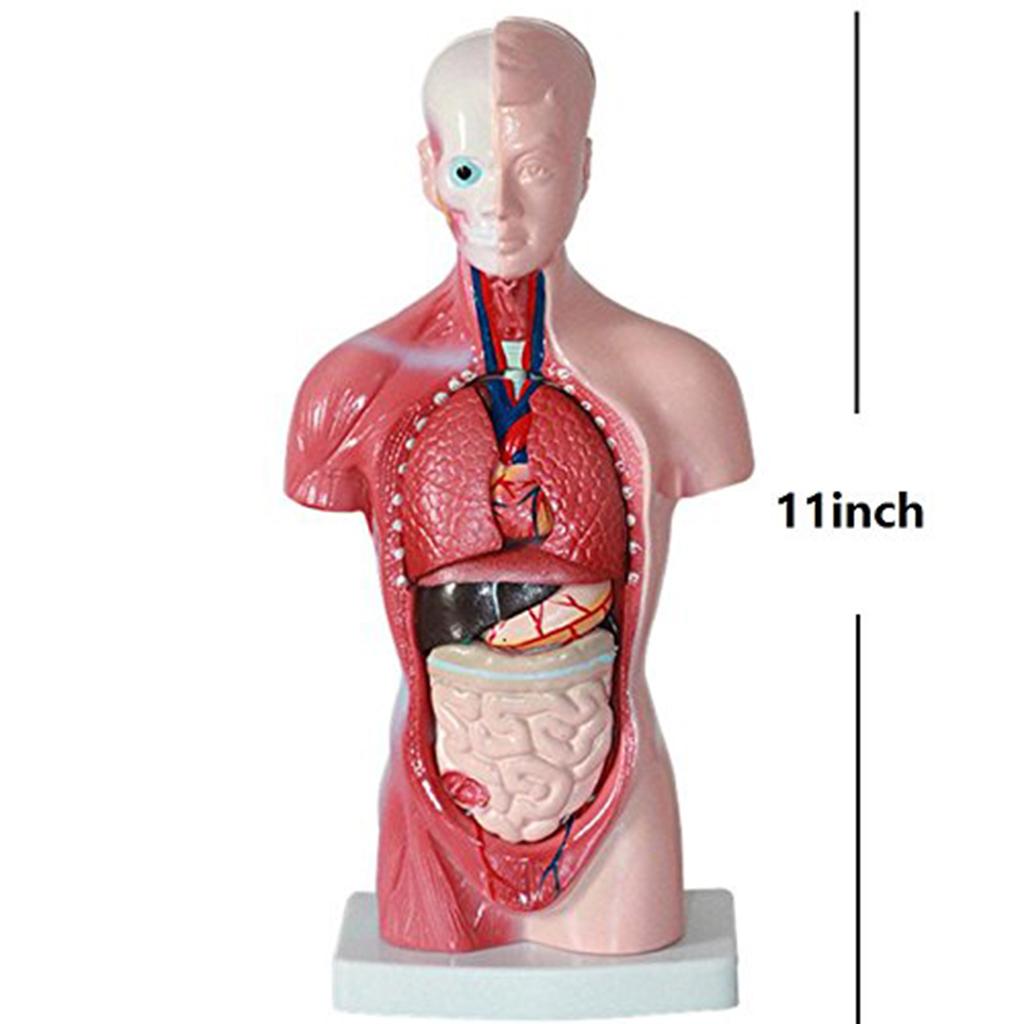Human Torso Body Organ Anatomy Anatomical Model  Science School Learn
