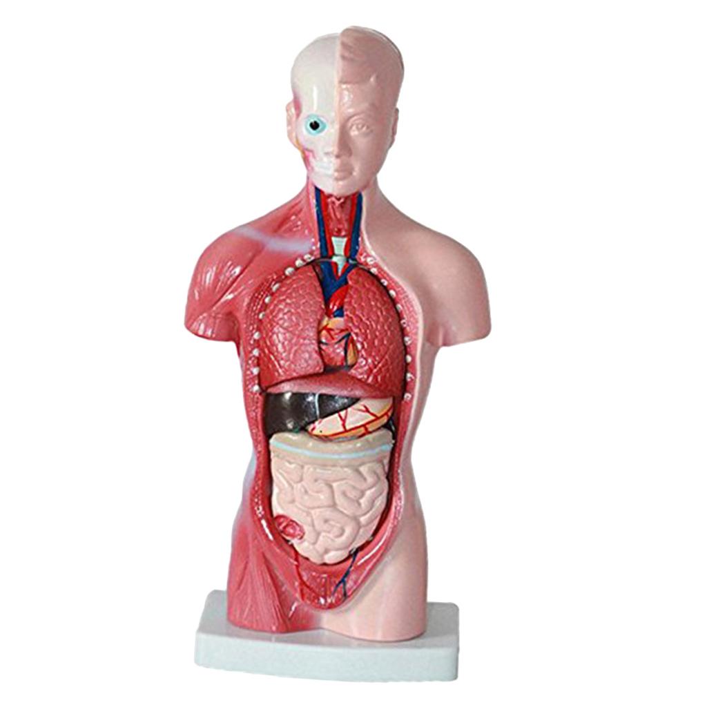 Human Torso Body Organ Anatomy Anatomical Model  Science School Learn