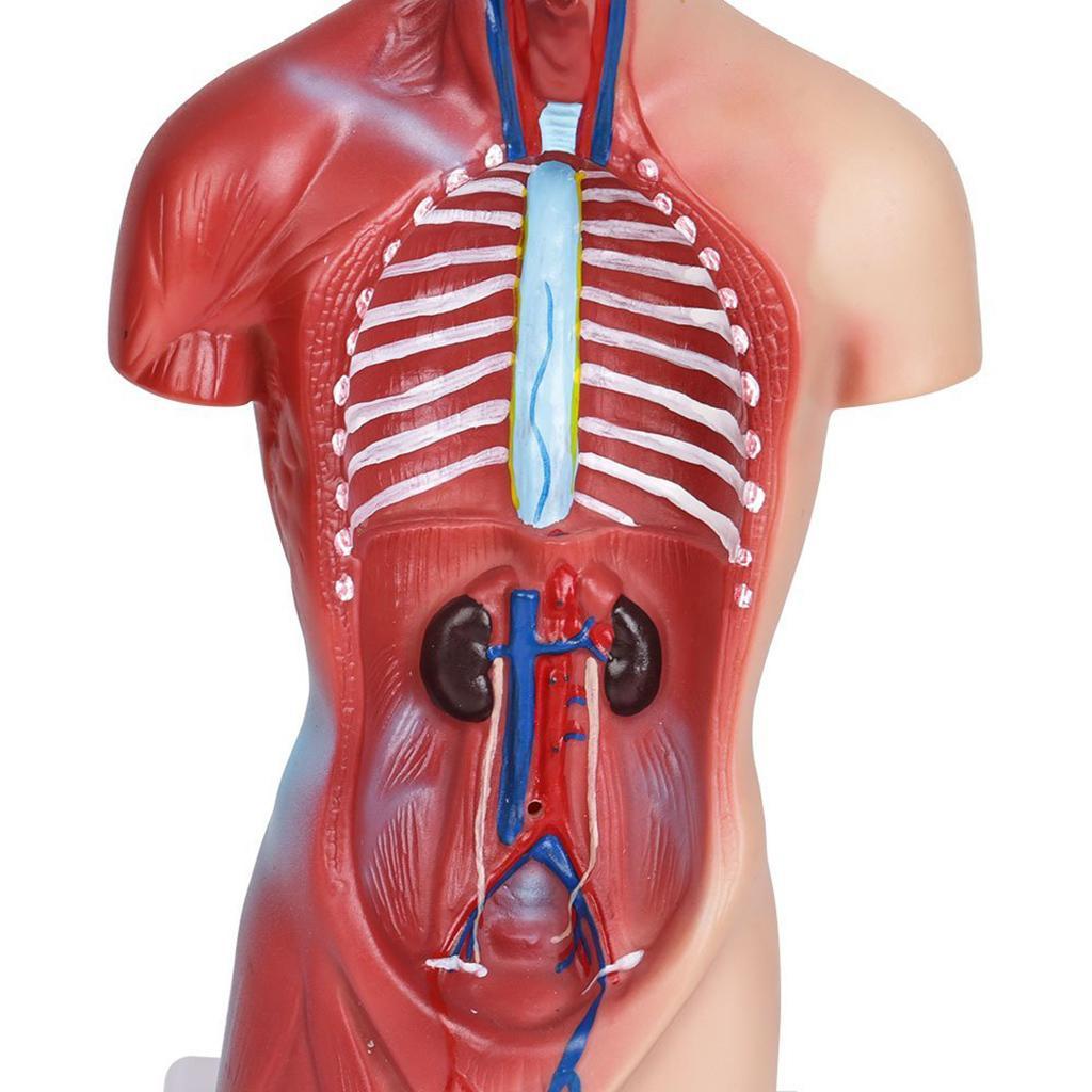 Human Torso Body Organ Anatomy Anatomical Model  Science School Learn