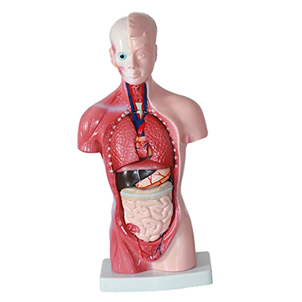 Human Torso Body Organ Anatomy Anatomical Model  Science School Learn
