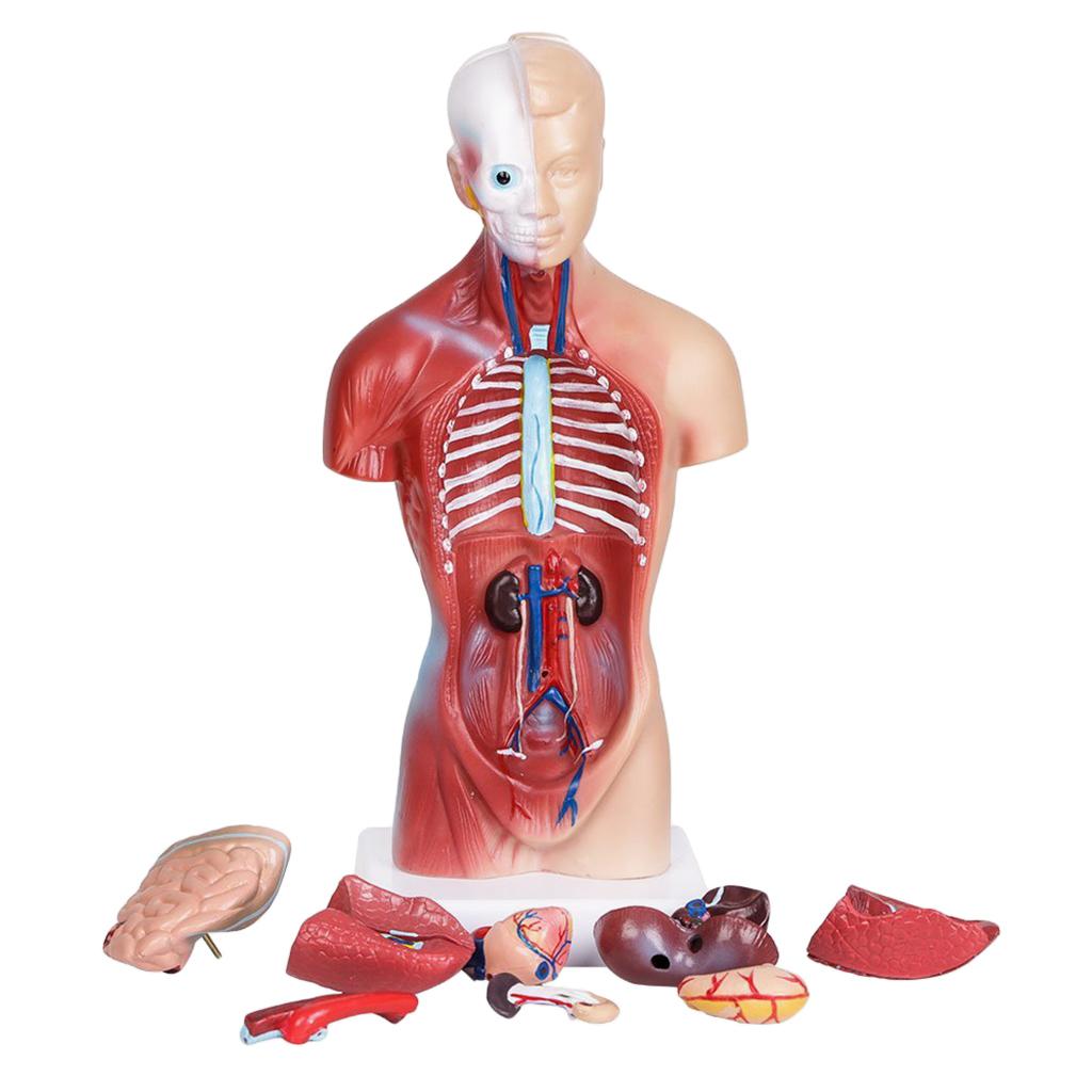 Human Torso Body Organ Anatomy Anatomical Model  Science School Learn