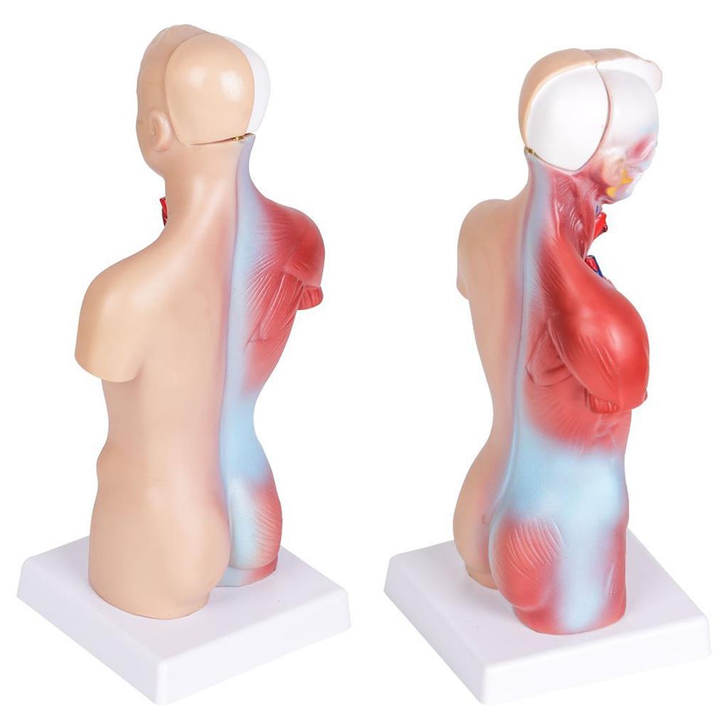 Human Torso Body Organ Anatomy Anatomical Model  Science School Learn