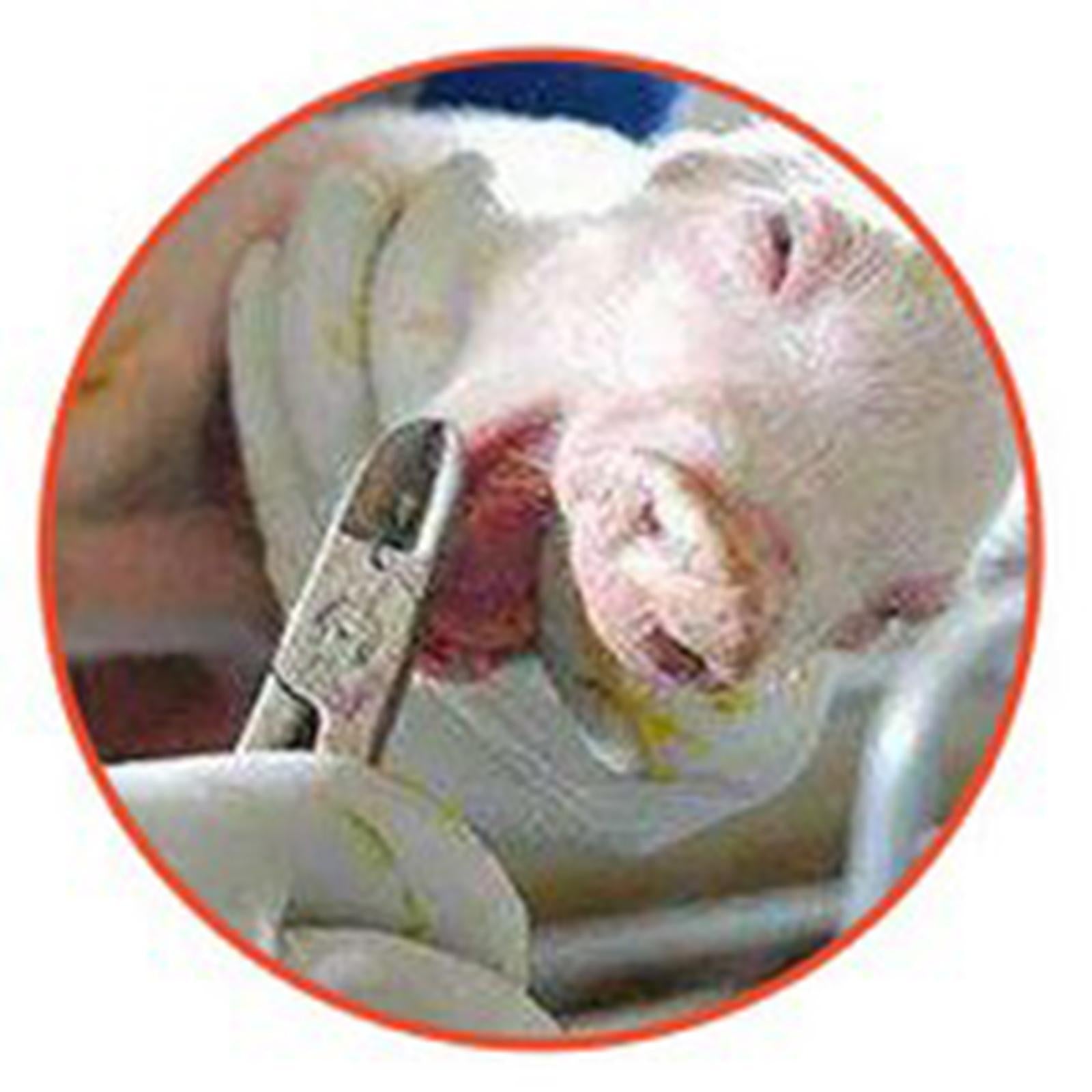 Stainless Steel Veterinary Piglet Teeth Pliers Pet Tooth Nipper for Piglet
