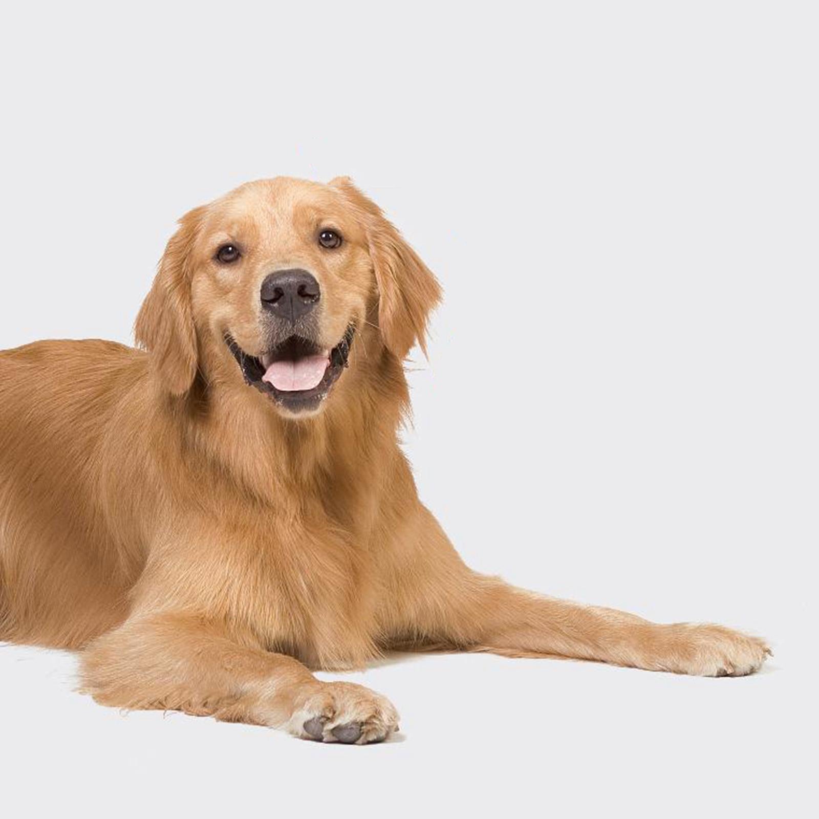 Professional Pet Dog Cat Nail Trimmer Grooming Tool Grinder Clipper USB